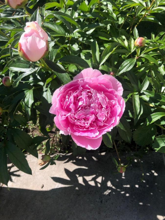 Hamptons Rose Garden Family! Hotel Calgary Exterior photo